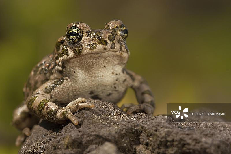 德国的欧洲绿蟾蜍图片素材