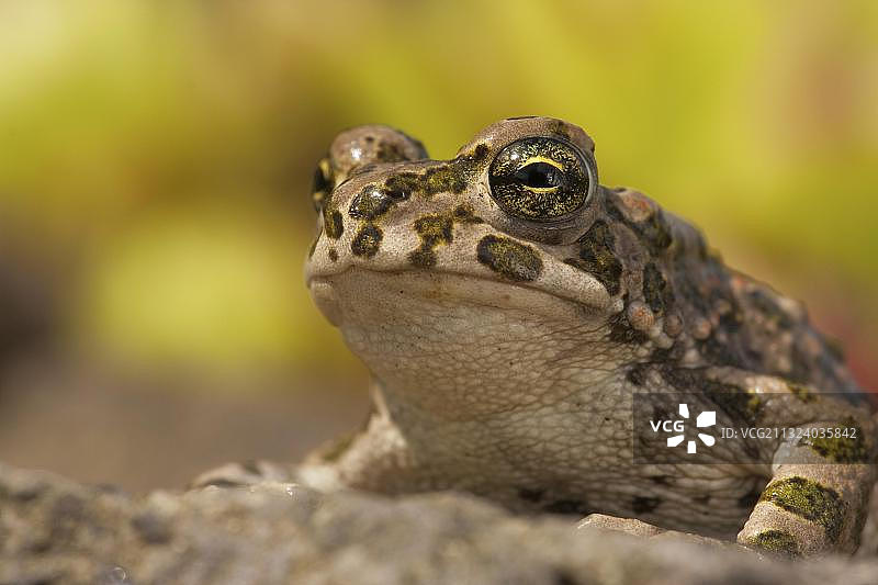 德国的欧洲绿蟾蜍图片素材