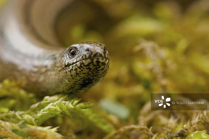 脆蛇，莱茵兰-普法尔茨，德国，欧洲图片素材