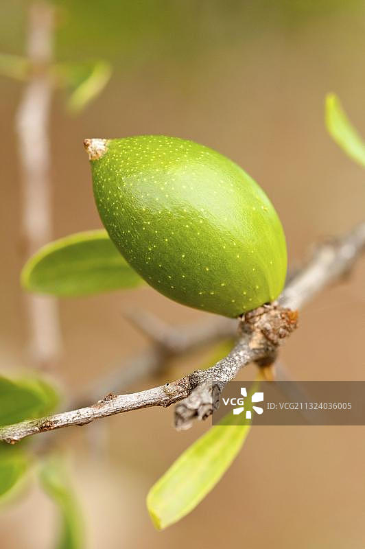 非洲摩洛哥的阿甘果（Argania spinosa）图片素材