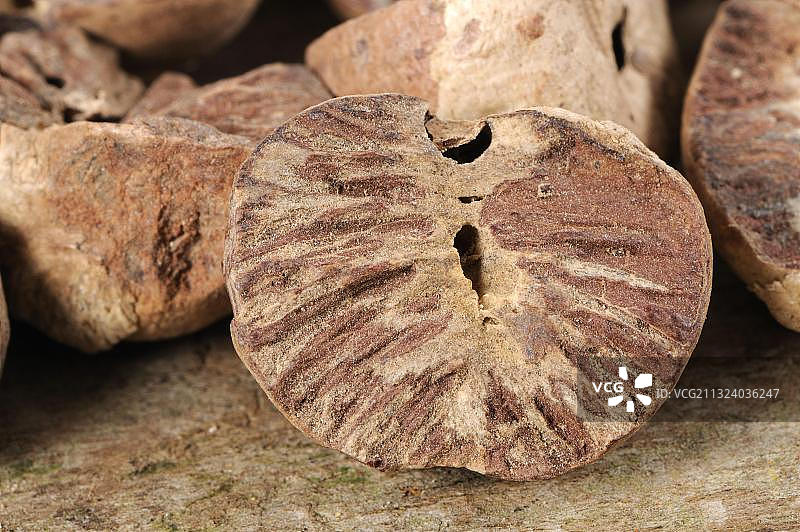 槟榔（Areca catechu）图片素材