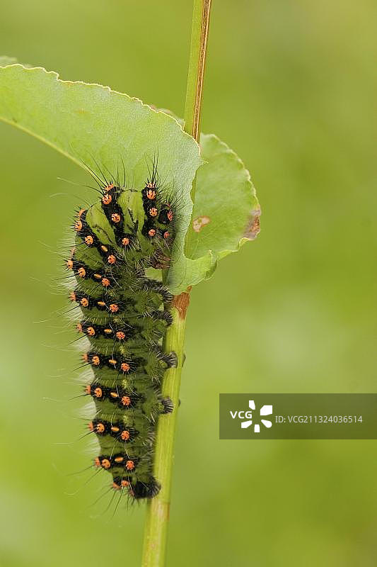 小皇蛾毛毛虫，德国莱茵兰-普法尔茨图片素材