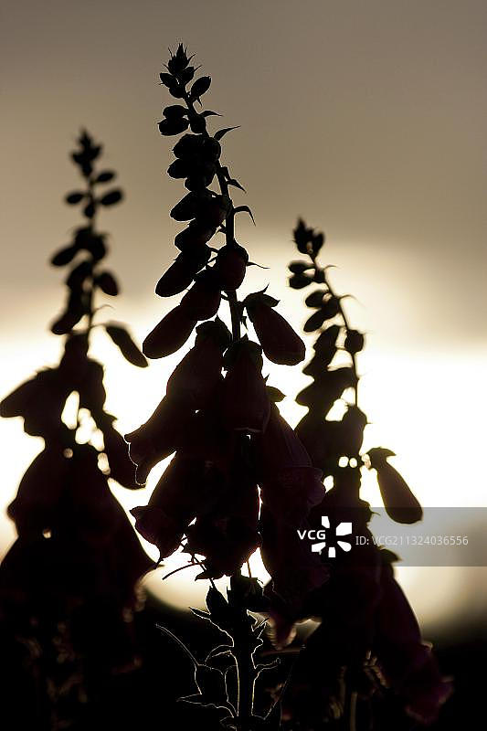 德国莱茵兰-普法尔茨的毛地黄图片素材