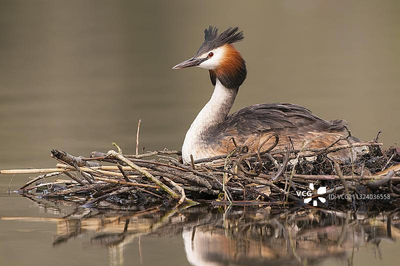 凤头䴙䴘（Podiceps cristatus），德国下萨克森图片素材