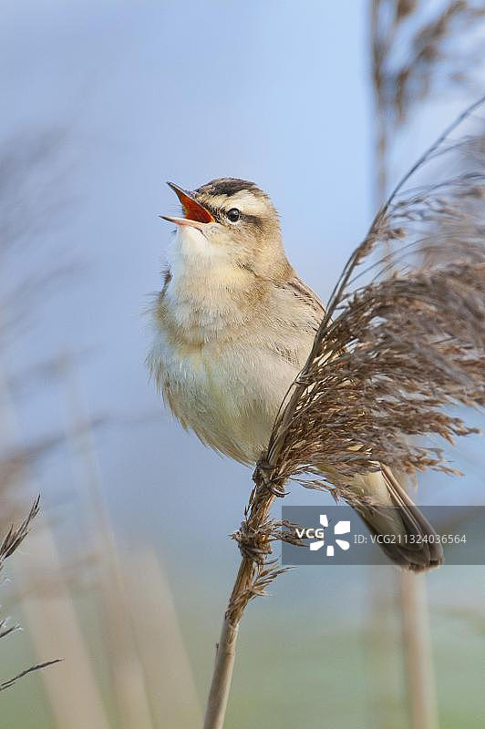 欧洲德国下萨克森的Sedge莺图片素材
