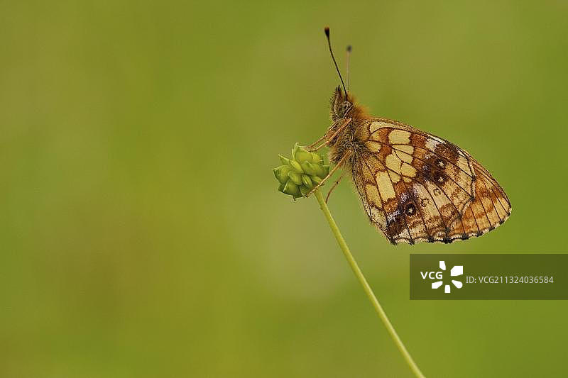 伊诺贝母贝（Brenthis ino），德国莱茵兰-普法尔茨图片素材