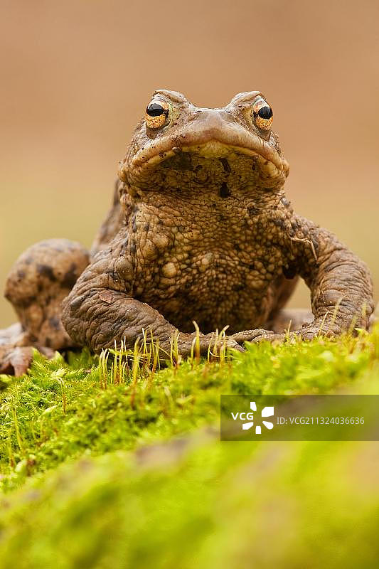 德国莱茵兰-普法尔茨的普通蟾蜍图片素材