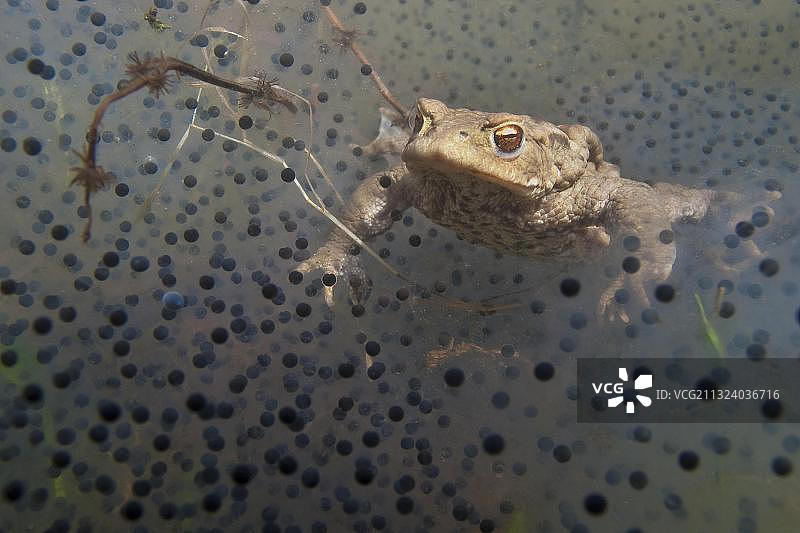 水下的普通蟾蜍产卵，莱茵兰-普法尔茨，德国，欧洲图片素材
