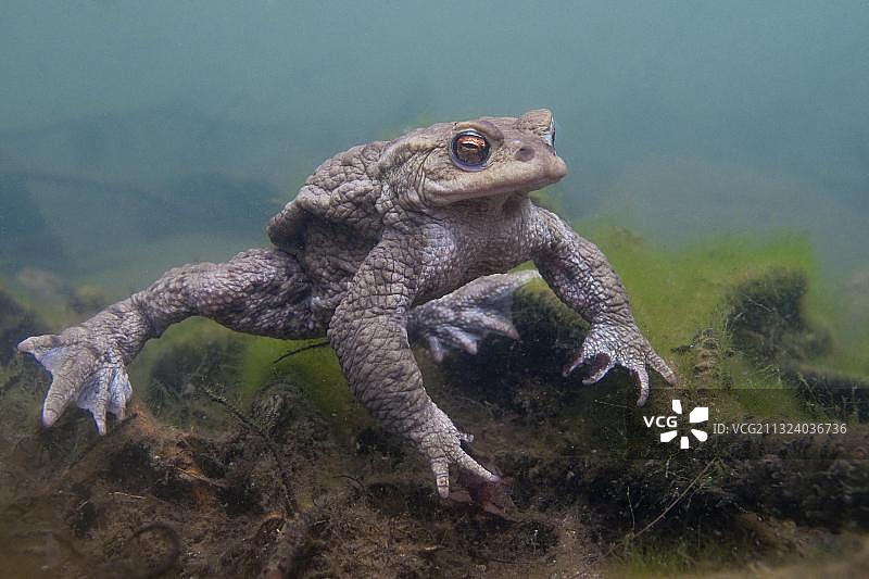 水下的普通蟾蜍（Bufo bufo），德国莱茵兰-普法尔茨州，欧洲图片素材