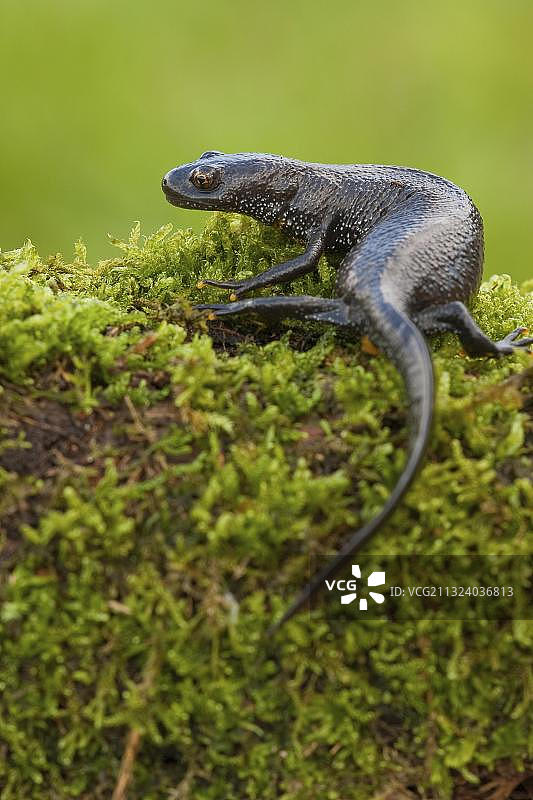 北方冠螈，德国莱茵兰-普法尔茨图片素材