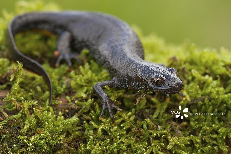 北方冠螈，德国莱茵兰-普法尔茨图片素材