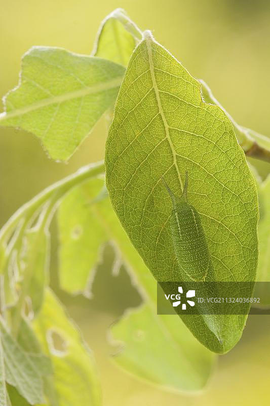 Apatura iris（Apatura iris），毛虫，山羊柳（Salix caprea），莱茵兰-普法尔茨，德国，欧洲图片素材