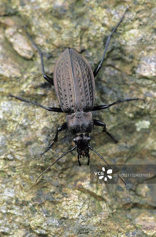 颗粒状步行甲虫，德国石勒苏益格-荷尔斯泰因州图片素材