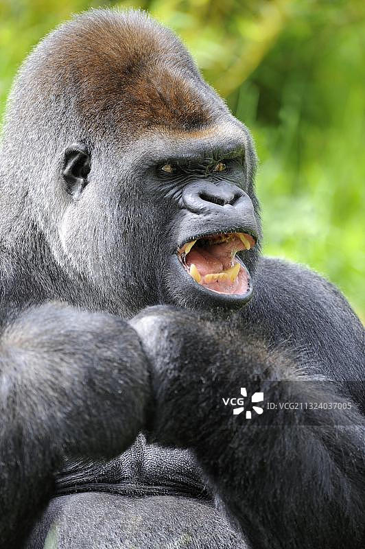 非洲西部低地大猩猩觅食图片素材