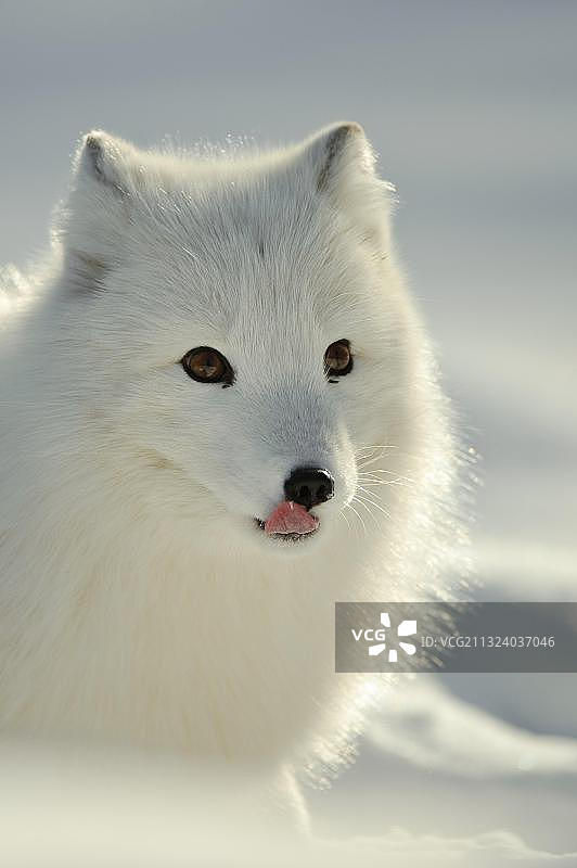 北极狐图片素材