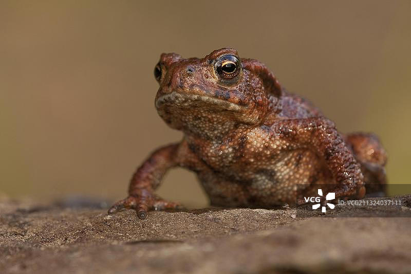 德国莱茵兰-普法尔茨的普通蟾蜍图片素材