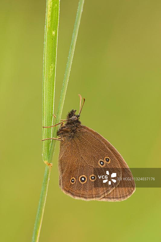 环蝶，莱茵兰-普法尔茨，德国，欧洲图片素材