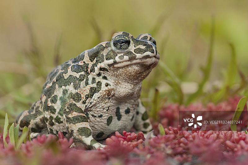 德国的欧洲绿蟾蜍图片素材