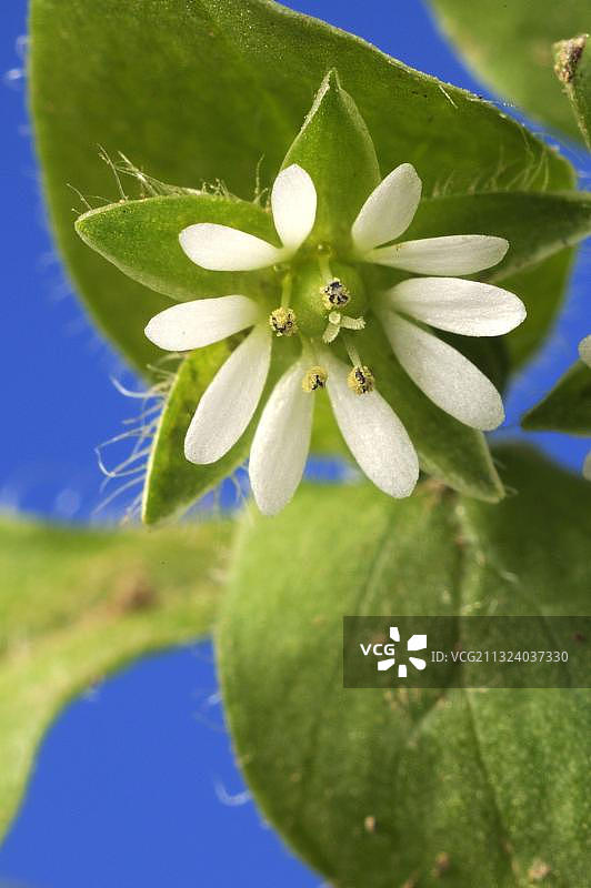 common chickweed图片素材