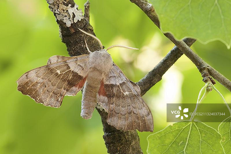 白杨鹰蛾，德国莱茵兰-普法尔茨图片素材