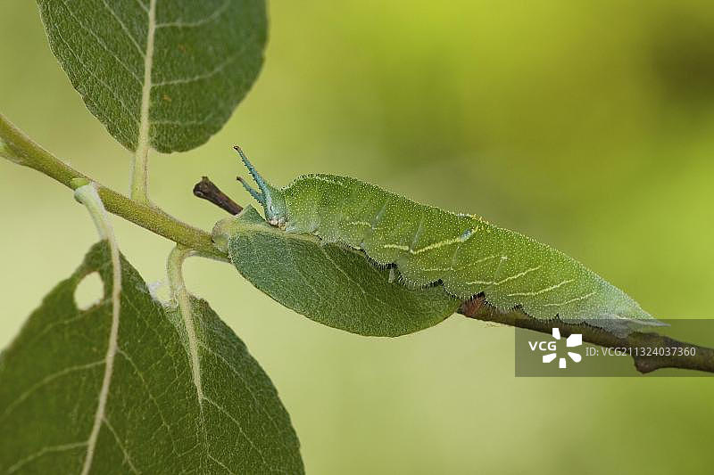 Apatura iris（Apatura iris），毛虫，山羊柳（Salix caprea），莱茵兰-普法尔茨，德国，欧洲图片素材