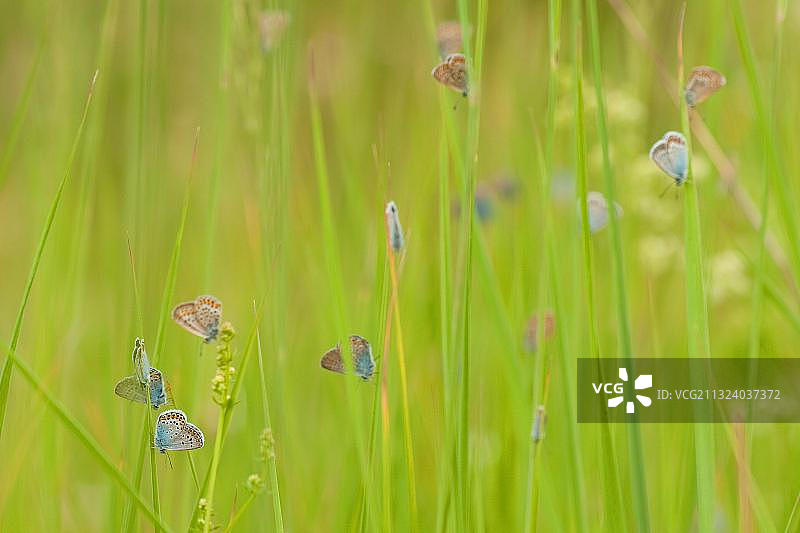 银斑灰蝶，北莱茵-威斯特法伦州，德国，欧洲图片素材