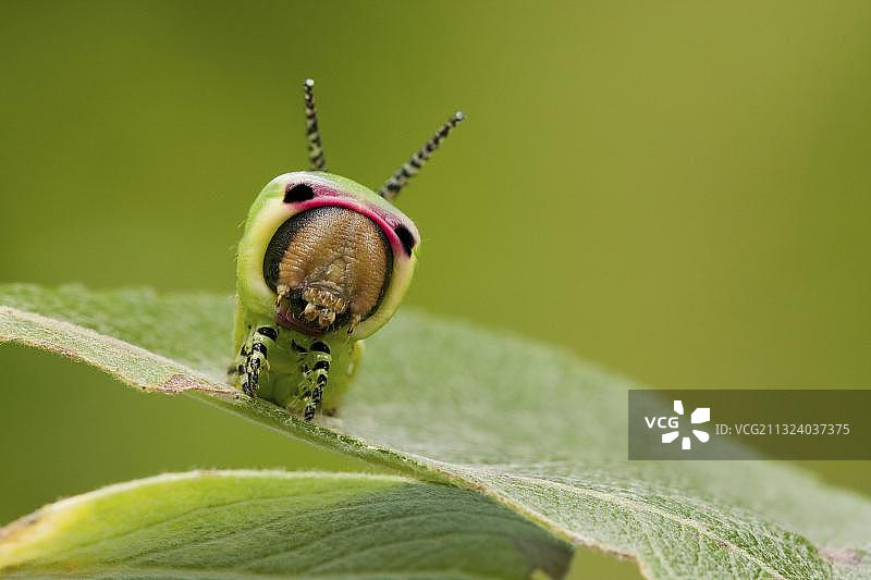 欧洲德国地区的猫蛾毛虫图片素材