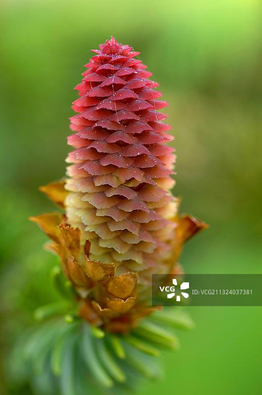 欧洲云杉（Picea abies）花序和球果图片素材