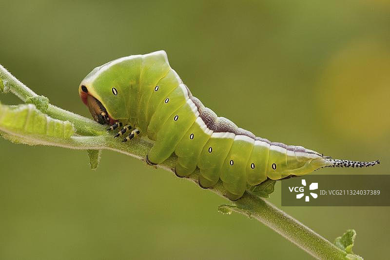 欧洲德国地区的猫蛾毛虫图片素材