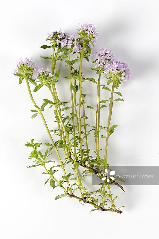 冬季香薄荷图片素材