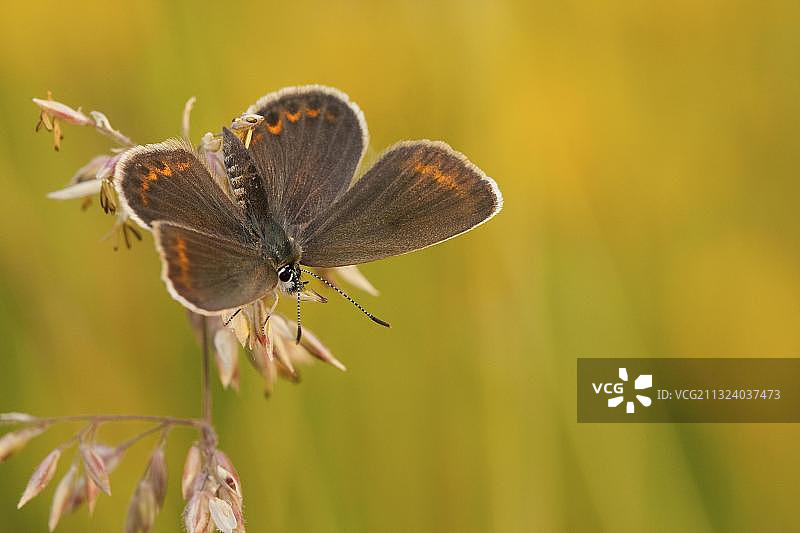 银粉蝶（雌性），德国北莱茵-威斯特法伦图片素材
