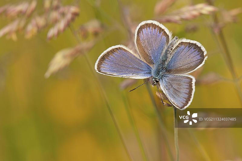 银纹灰蝶（阿古斯灰蝶）雄性，德国北莱茵-威斯特法伦州图片素材
