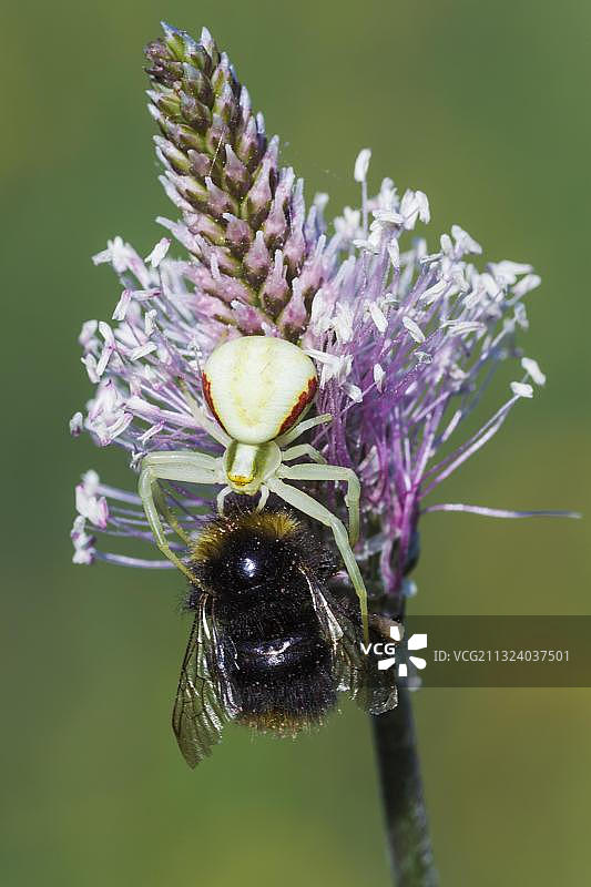 德国欧洲的一枝黄花蟹蛛图片素材