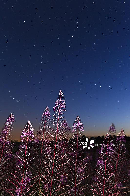 德国柳兰星空图片素材