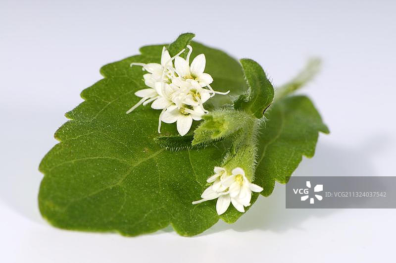 甜叶菊图片素材