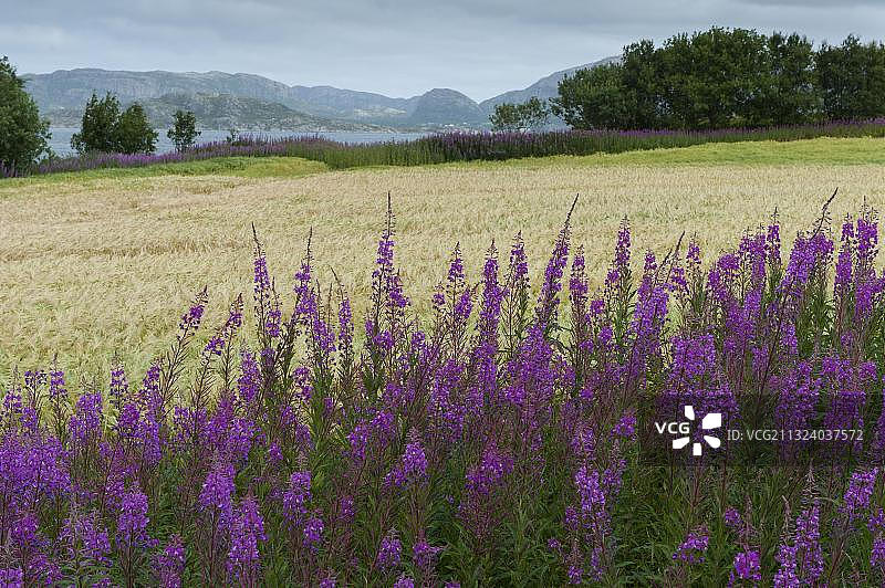 柳叶，劳夫斯内斯，北特伦德拉格，挪威，欧洲图片素材