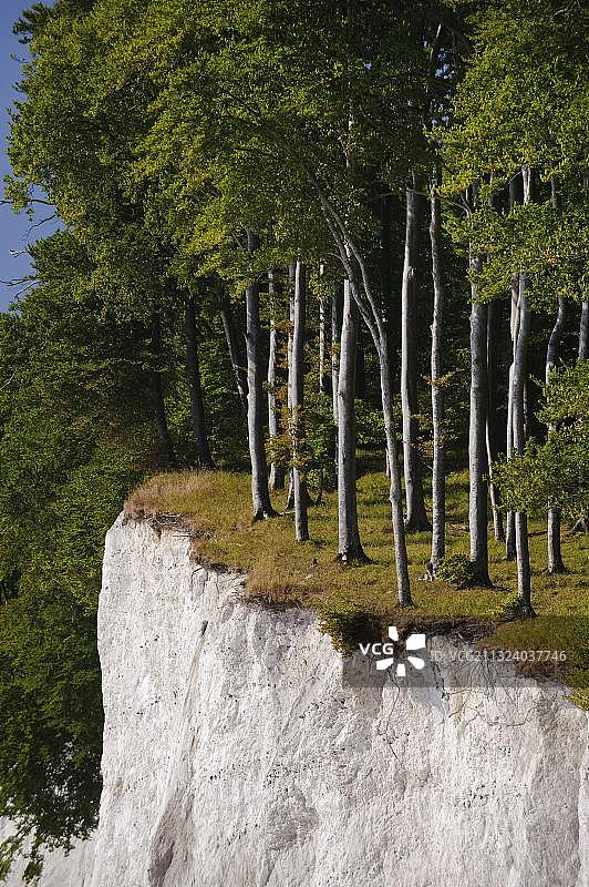 德国梅克伦堡-前波莫瑞州吕根岛亚斯蒙德国家公园悬崖上的树木图片素材