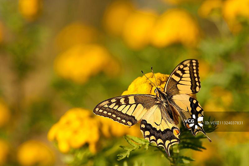 德国燕尾蝶图片素材