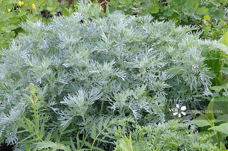 苦艾（Artemisia absinthium）图片素材