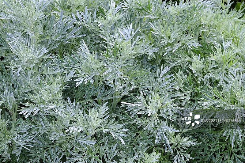 苦艾（Artemisia absinthium）图片素材