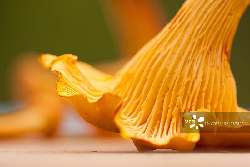 清洗鸡油菌，德国莱茵兰-普法尔茨图片素材