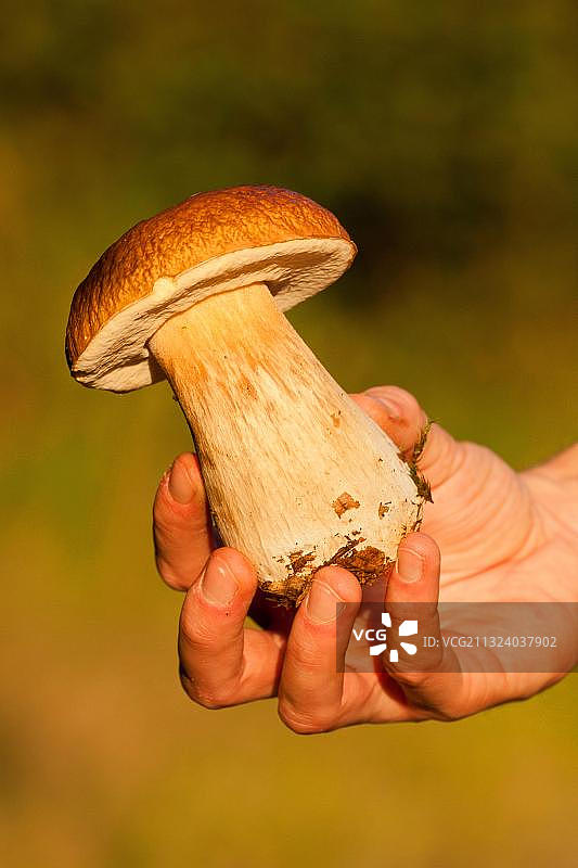 采摘美味牛肝菌图片素材