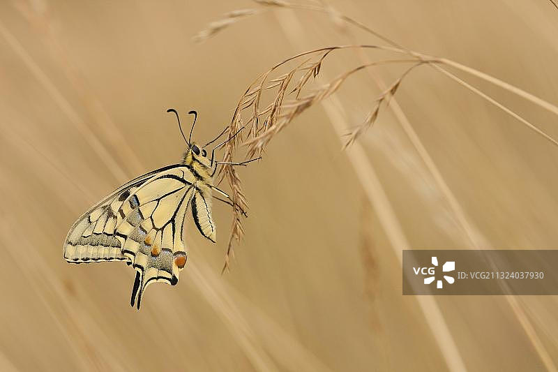 燕尾蝶（玉带凤蝶），德国北莱茵-威斯特法伦州图片素材