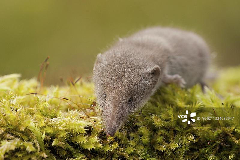 白齿鼩，莱茵兰-普法尔茨州，德国，欧洲图片素材