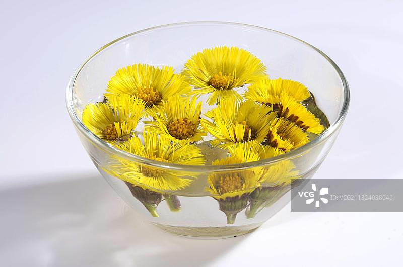 款冬精华（款冬），果皮图片素材