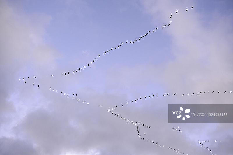 德国梅克伦堡-前波莫瑞州的普通鹤图片素材