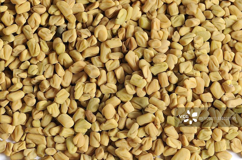 胡芦巴种子图片素材