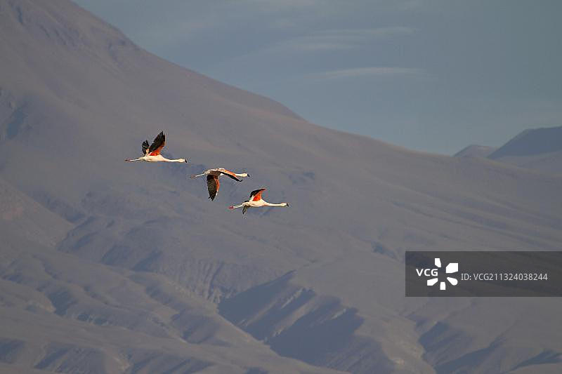 智利火烈鸟，智利，南美洲图片素材