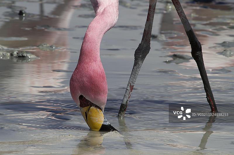 詹姆斯火烈鸟，玻利维亚高原，南美洲图片素材