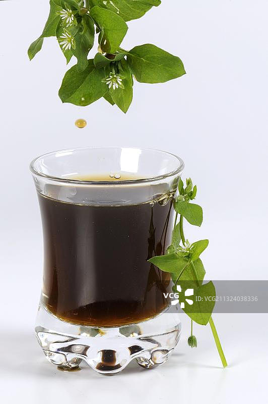 繁缕汁图片素材